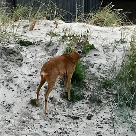 Bl1489-blokhus-paa-bakken-8-b *